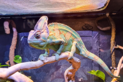 Chameleon-of-Malta