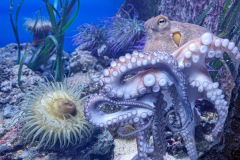 Delicious-octopus-of-Malta