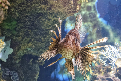 Lionfish
