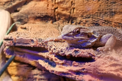 Lizards-of-Malta