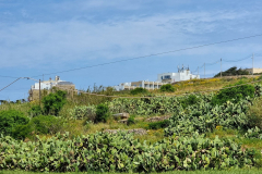 Maltese-cacti
