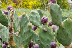 More-Cacti