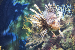 More-lionfish