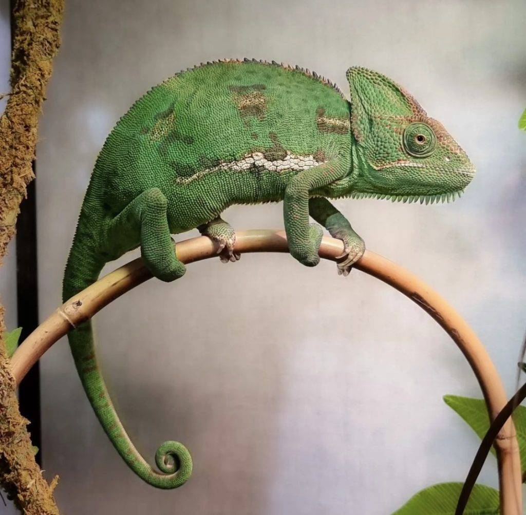 chameleon