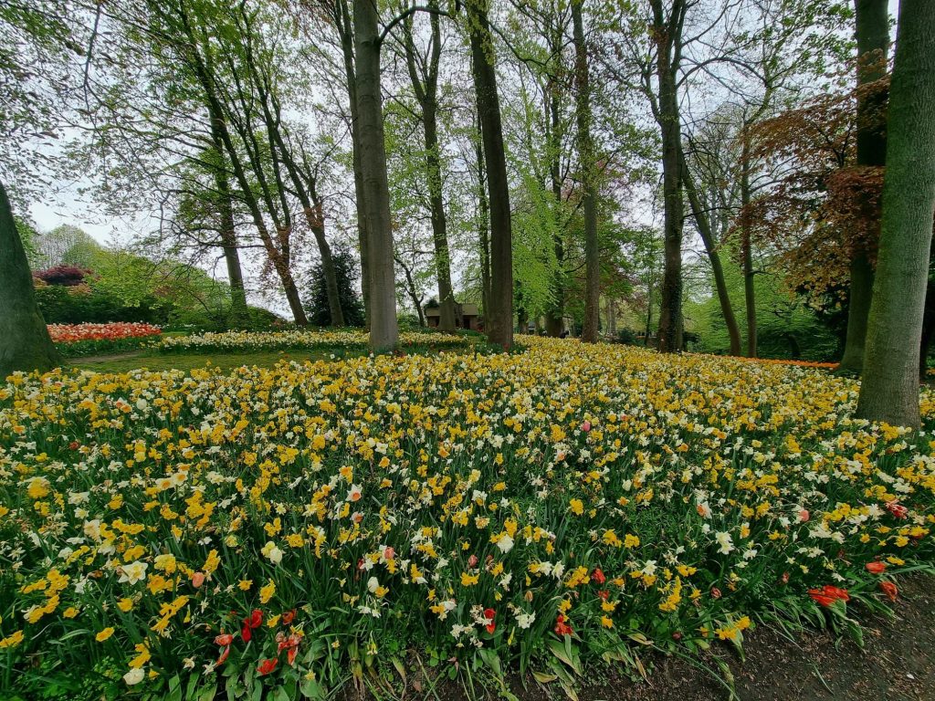 Floralia Brussels