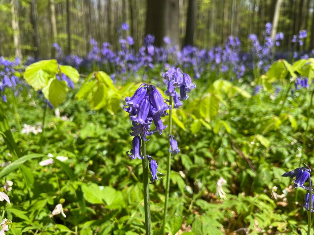 Hallerbos Forest