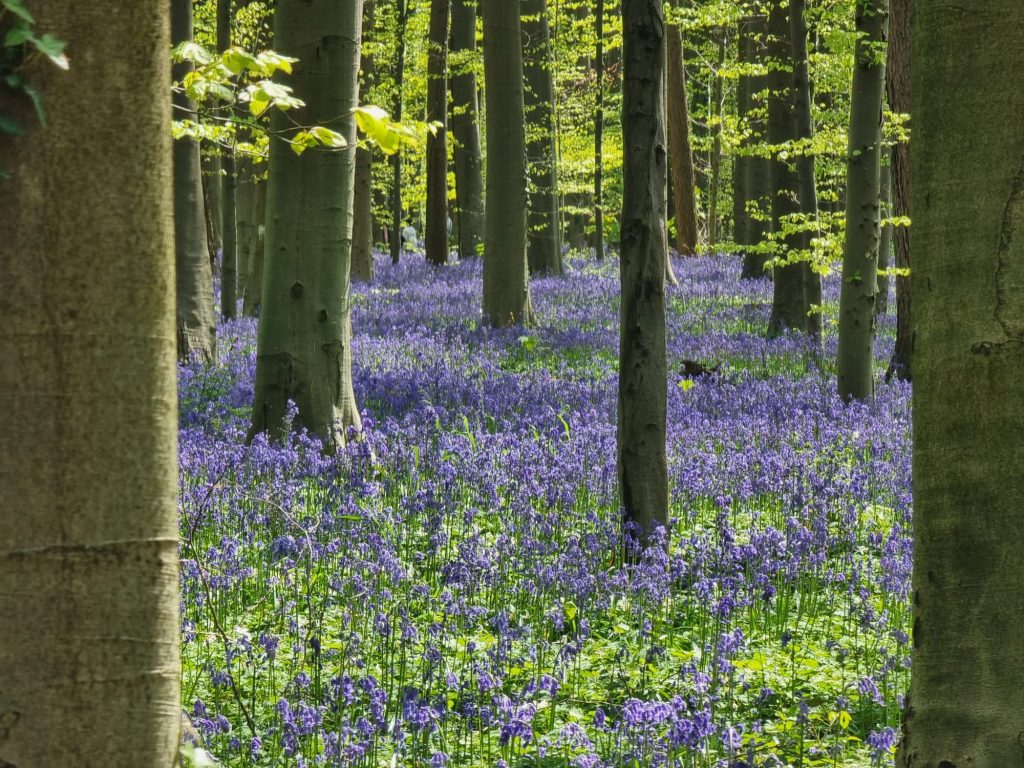 Hallerbos Forest