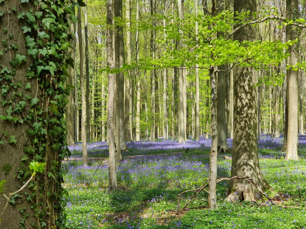 Hallerbos Forest