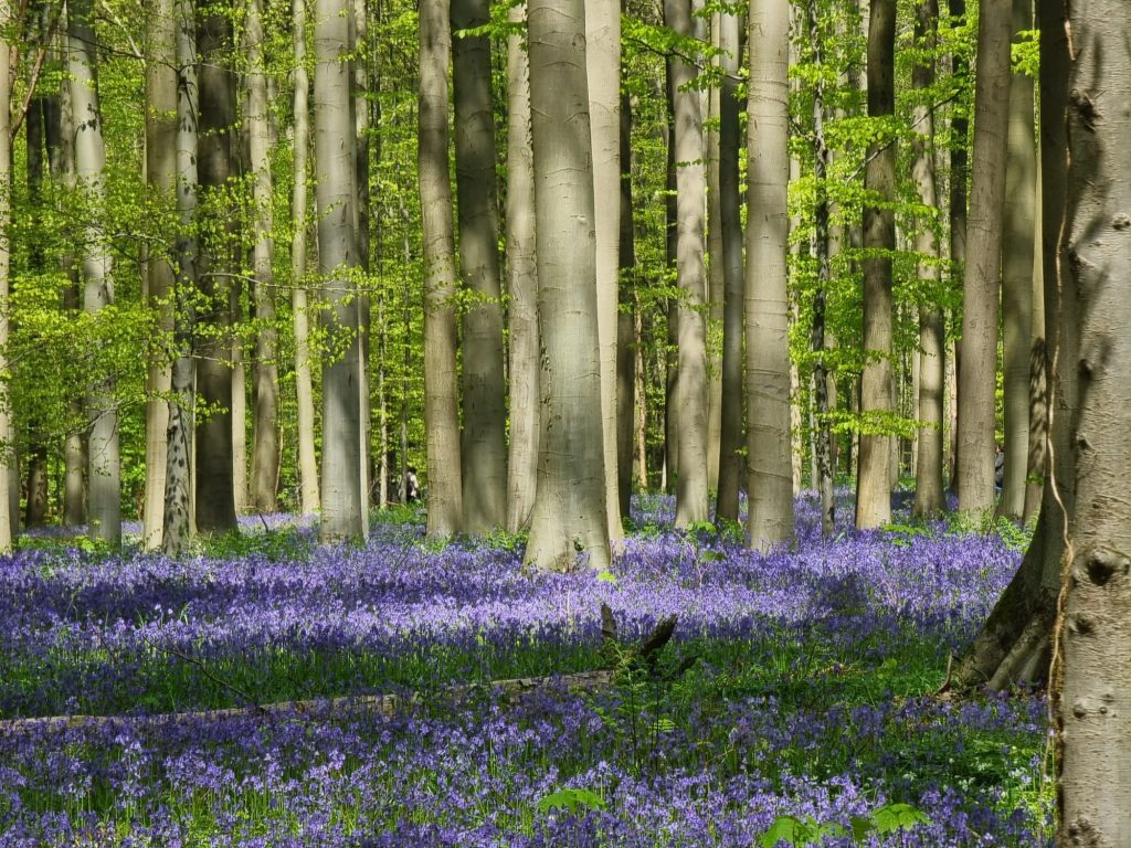 Hallerbos Forest