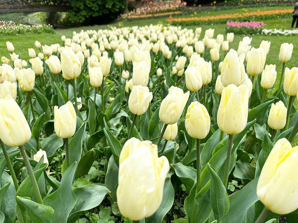 Floralia Brussels