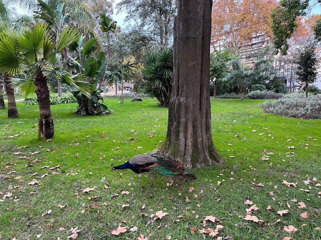 Peacocks of Faro