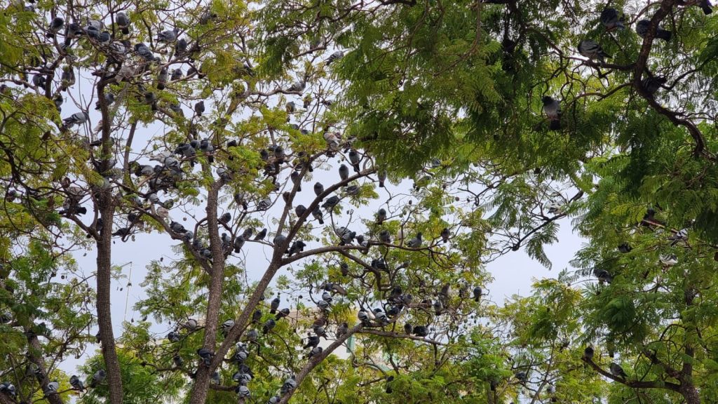 Pigeons of Faro