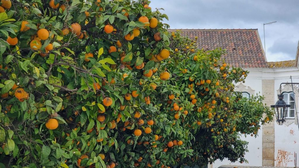 Oranges of Faro